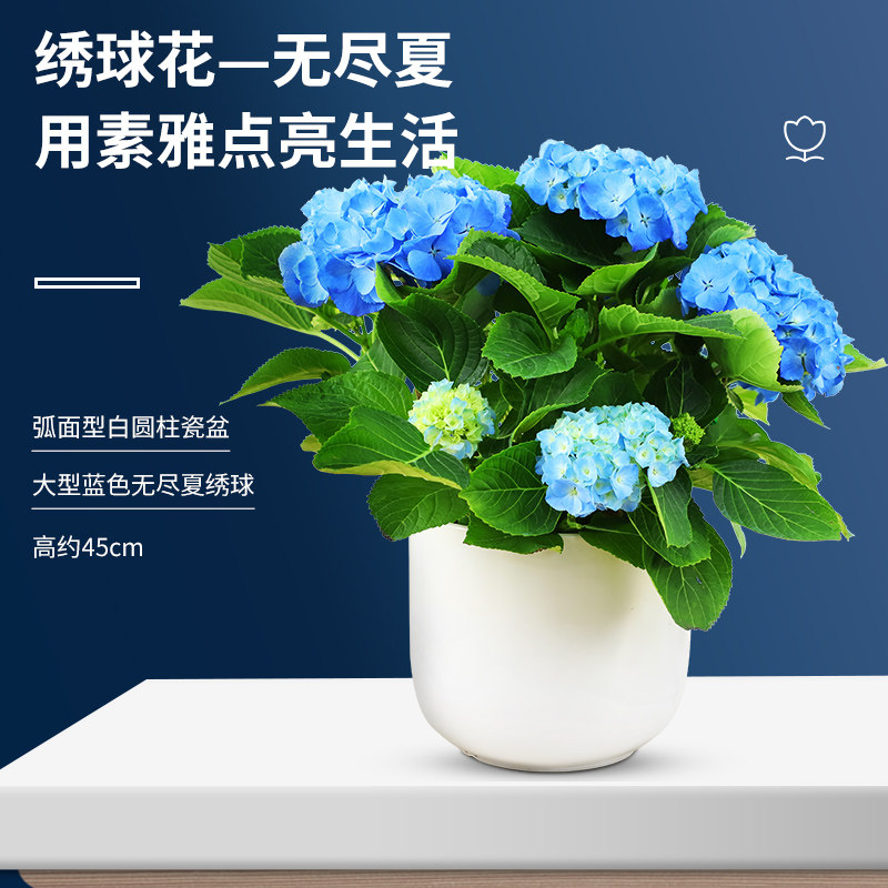 无尽夏绣球小盆栽花卉教师节蓝绣球八仙小植物办公室内生日天津花