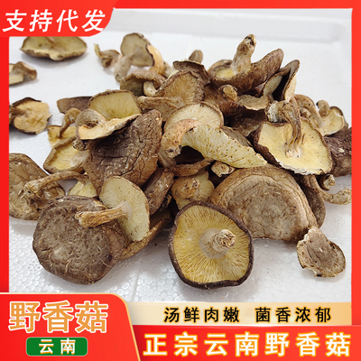 云南深山野生香菇干货菌菇煲汤味美鲜香野生蘑菇香菇菌