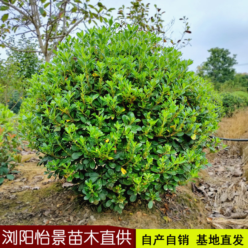 海桐球七里香树苗别墅庭院花园耐寒四季常青浓香芬芳型耐阴植物