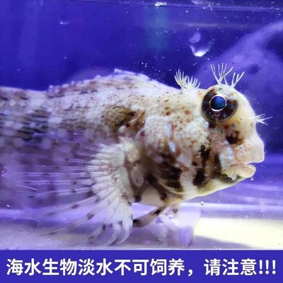 西瓜刨海水鱼除藻工具鱼高效吃藻海水生物清洁鱼缸新手入门小丑鱼