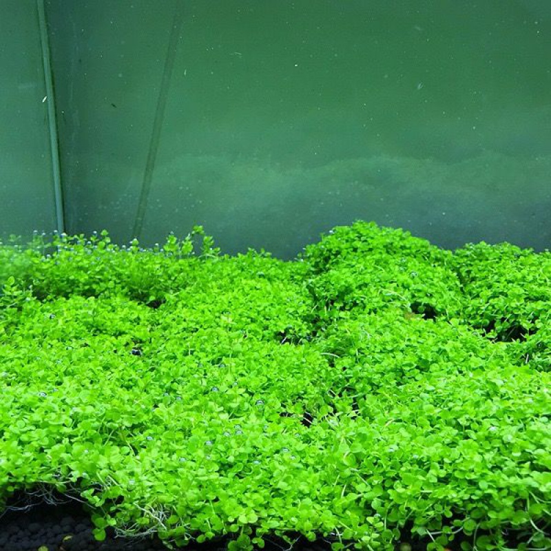 速成懒人造景 活体水草 爬地矮珍珠 鱼缸装饰前景草坪