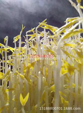 广东家用小型豆芽机无公害全自动豆芽机生产设备大型豆芽机厂家