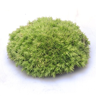 苔藓营养土鹅卵石黄砂白石蓝沙微景观绿植花盆造景装饰品配件摆件