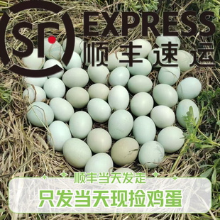 【乌鸡蛋】林下散养散放五谷喂养乌鸡蛋破碎正价包赔顺丰当天发