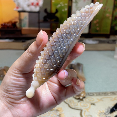 钙白钻背