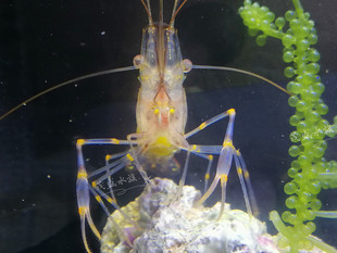 太平洋长臂海缸除藻 黄点玻璃虾 医生虾假绵羊虾 海水清洁虾活体