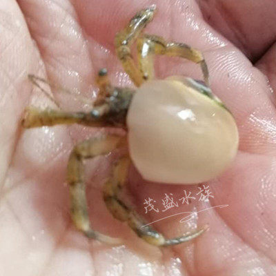 寄居蟹活体 海缸除藻 盐替换壳沙子迷你小套装海水非陆生观赏宠物