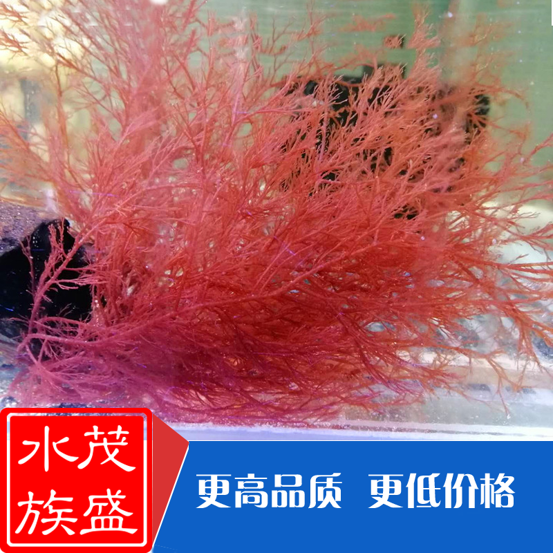 绿葡萄藻海水价格 绿葡萄藻海水图片 星期三