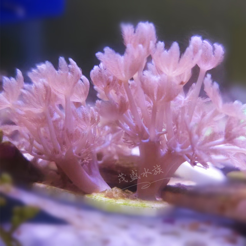 日本闪千手美国斐济澳洲宿务珊瑚