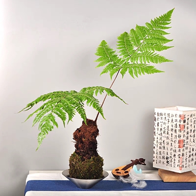 苔藓球虹鳞蕨一物一拍