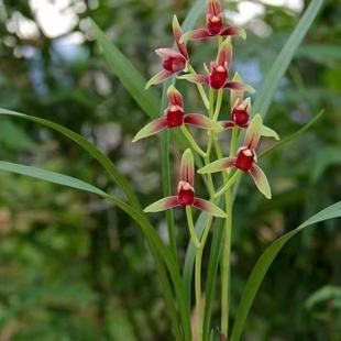 8苗古风花盆栽好浓香好养室内阳台兰花绿植盆栽 老种建兰半江红6