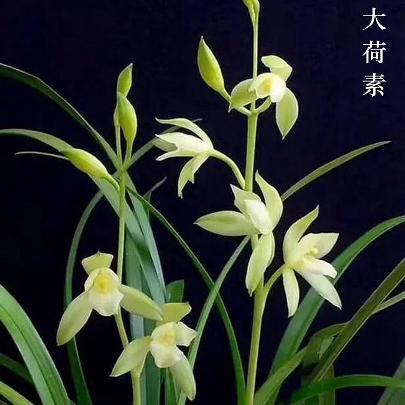 大荷素紫砂盆栽好四季开花建兰