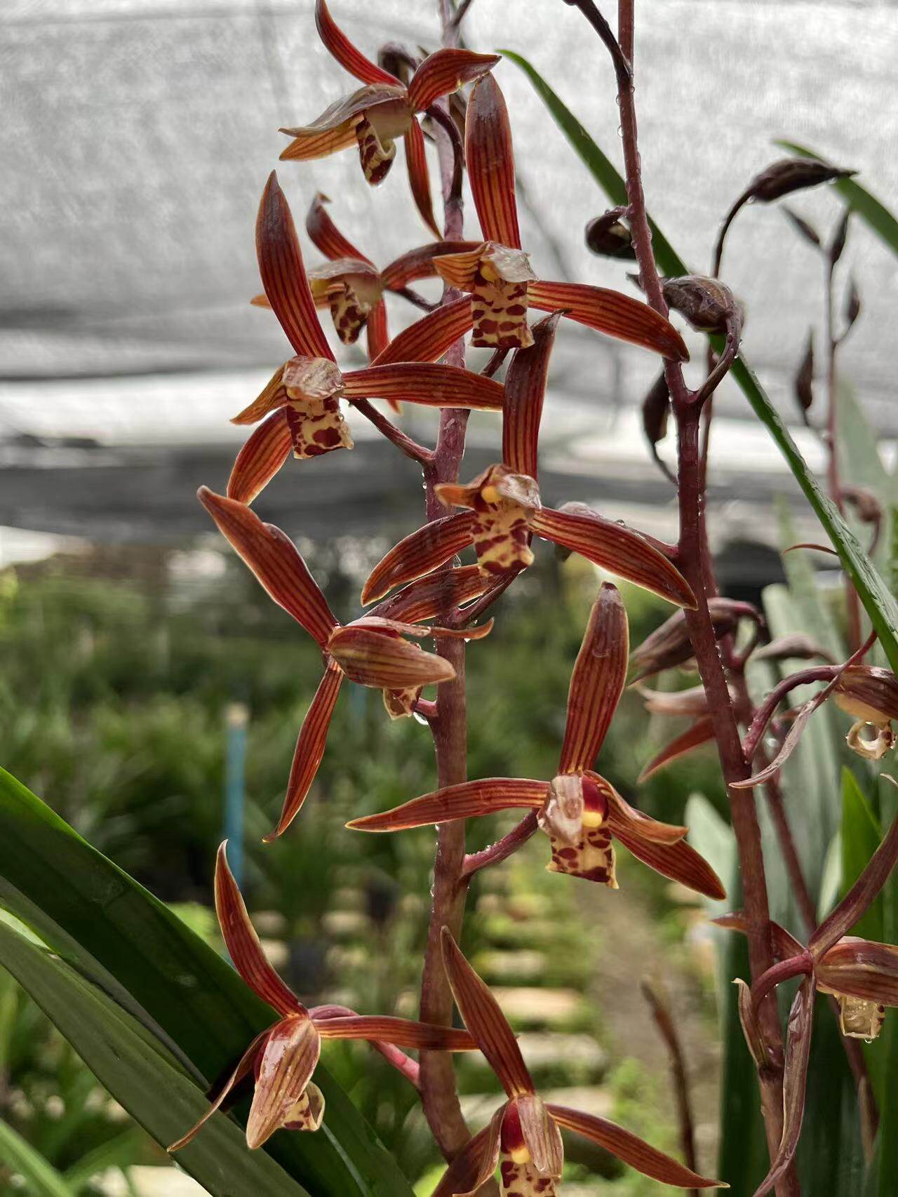 金边墨兰【企黑爪】年宵花浓香好养室内阳台绿植盆栽