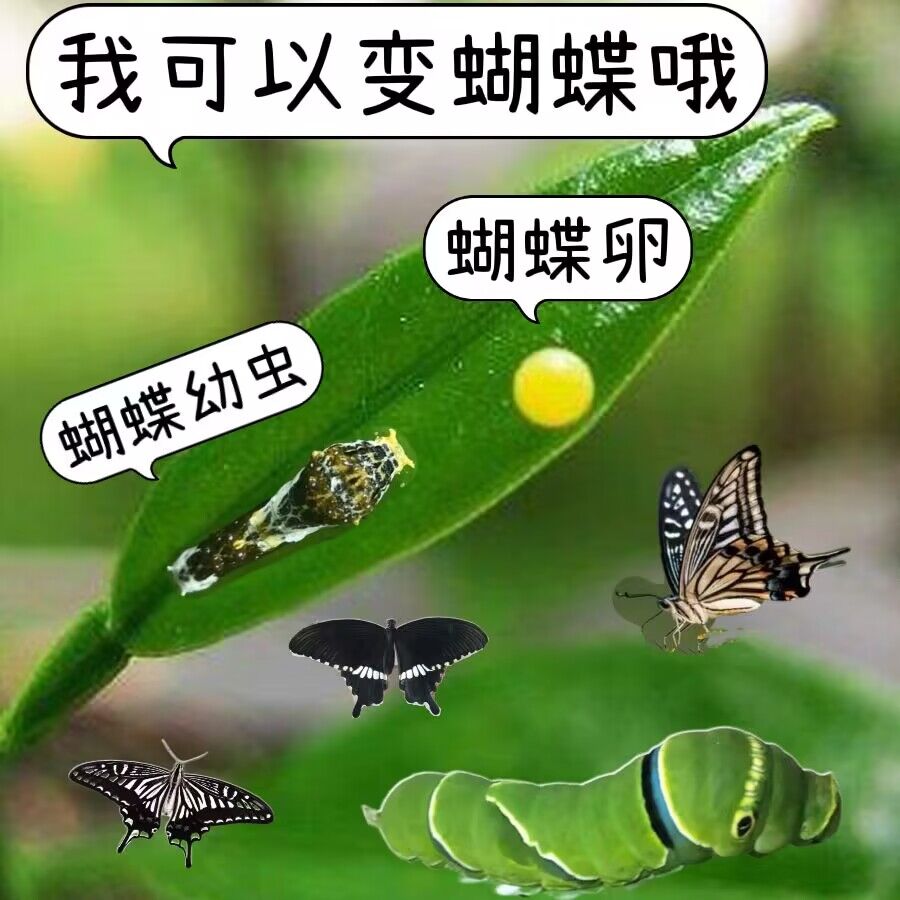蝴蝶蛹宠物真蝴蝶柑橘凤蝶活体