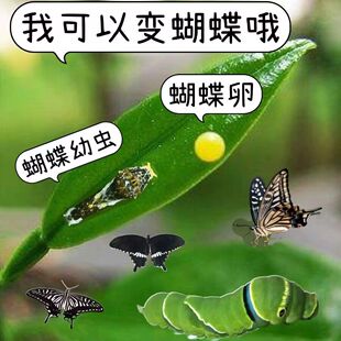 蝴蝶蛹卵幼虫儿童科普饲养小宠物认主蝴蝶幼虫柑橘凤蝶叶子蛹活体
