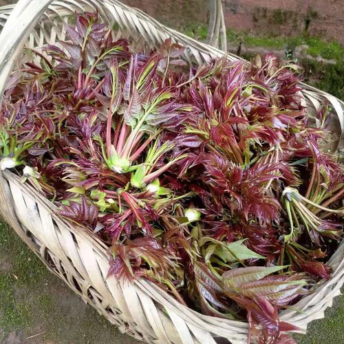 湖南邵阳现摘现发头茬红香椿芽