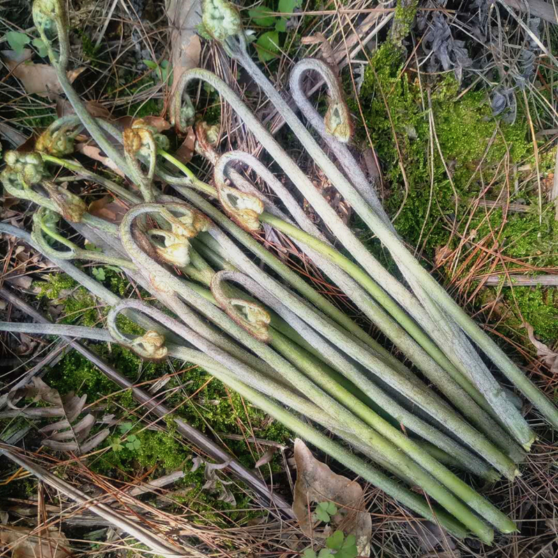 湖南邵阳新鲜野生蕨菜现摘现发