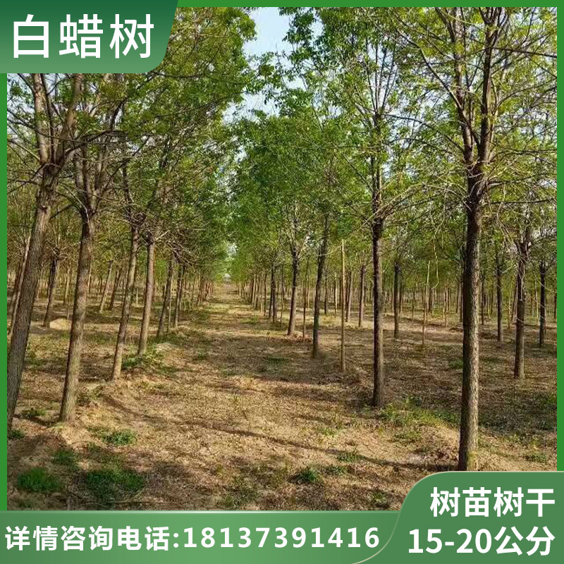 10公分工程行道速生白蜡树 胸径15cm 枝繁叶茂 种植地在河南新乡