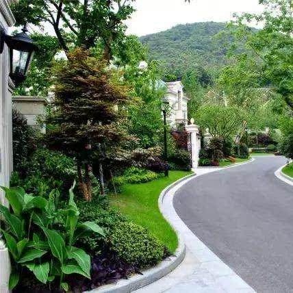 侧柏柏树盆景绿植净化空气