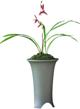 建兰四季兰花暮山l紫浓香花卉盆景盆栽土绿植兰带草植物花苞名贵