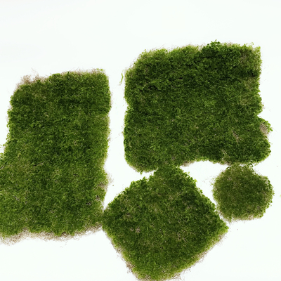 苔藓草坪青苔植i绒草皮绿色景观造景装饰室内软装绿植墙面假山摆
