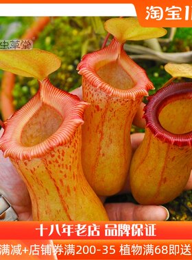 红葫芦猪笼草斑小虫草堂食虫植物D盆栽食虫草种子室内绿植四季