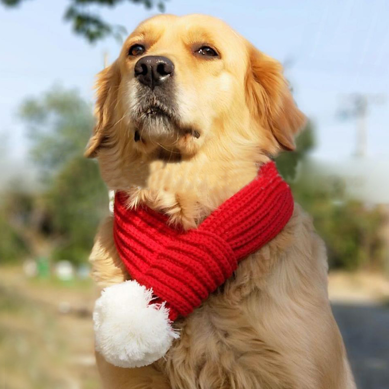 宠物围巾大型犬毛线保暖围脖狗狗围巾金毛杜宾秋冬装围脖