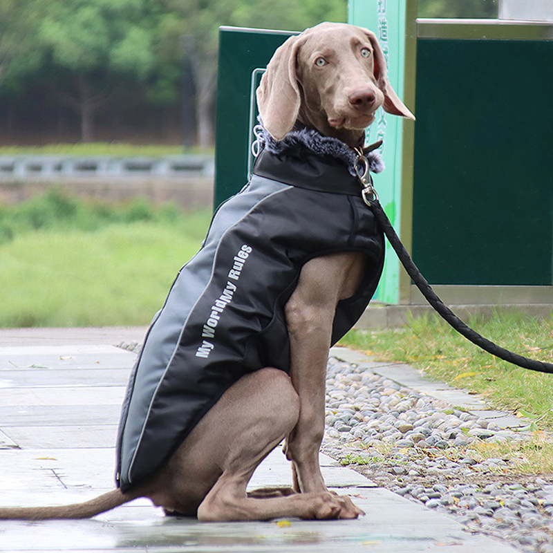 魏玛犬杜宾过冬衣防水防风秋冬保暖棉衣中大型犬御寒衣金毛加厚 宠物/宠物食品及用品 狗宠物服装/雨衣 原图主图