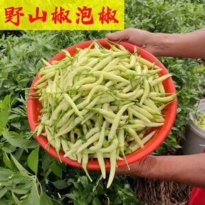 白米椒新鲜野山椒现摘特辣小米辣椒批发白色朝天椒农家泡椒鲜椒