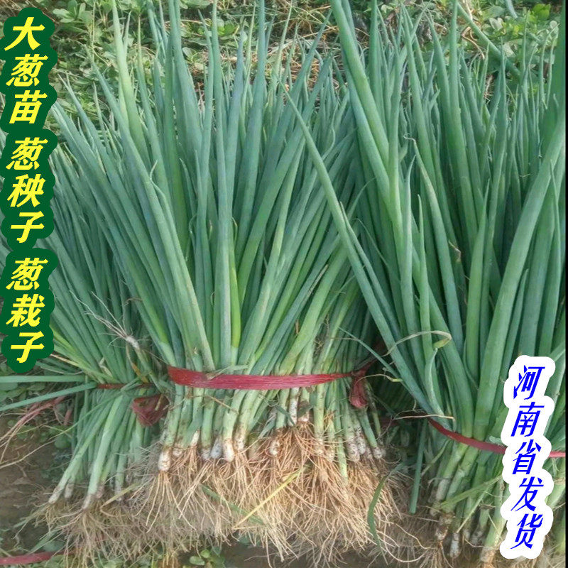 大葱苗葱秧子葱苗秧苗大葱栽子幼苗盆栽苗阳台种植非种子现挖24
