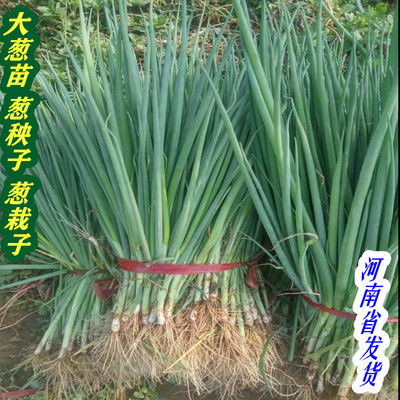 大葱苗葱秧子葱苗秧苗大葱栽子幼苗盆栽苗阳台种植非种子现挖24