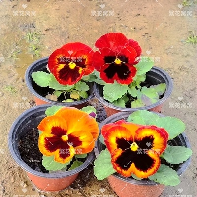 超大花可选多彩花脸猫三色堇耐寒花园造景花卉净化空气猴脸花春意