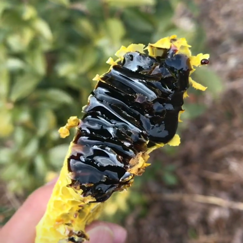 缅甸云南野生黑蜂蜜花原始森林