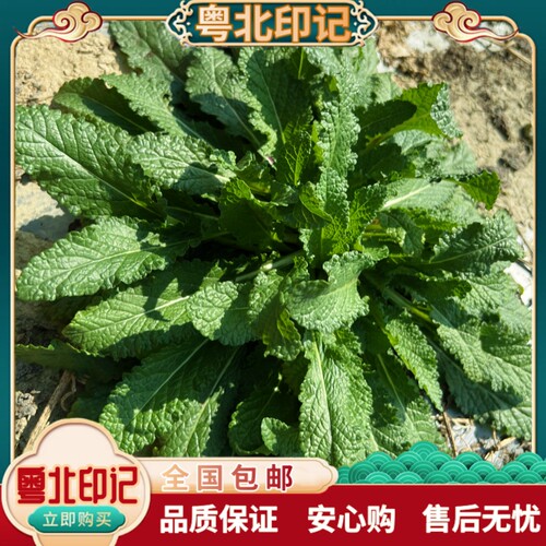 新鲜荔枝草癞蛤蟆草干货皱皮青蛙中药中草药材蟾蜍雪见草赖哈蟆草