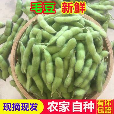 毛豆新鲜带壳毛豆角豆荚青大豆角现摘现发青毛豆当季新鲜蔬菜包邮