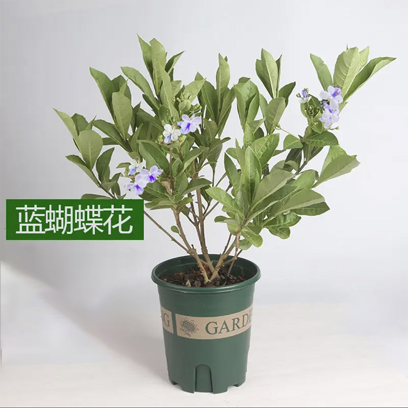 蓝蝴蝶庭院阳台四季开花植物盆栽
