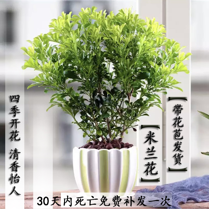 米兰花苗盆栽四季常青开花室内外庭院阳台净化空气浓香型芳香植物