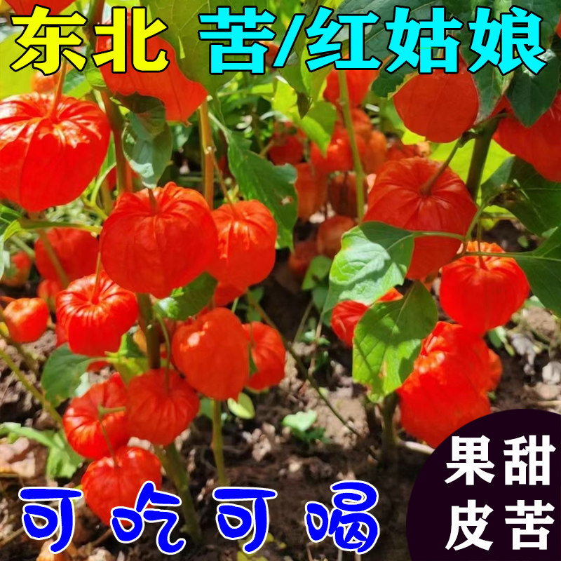 东北野生红姑娘2026年新货苦菇娘灯笼果新鲜野外菇娘直发果皮泡水