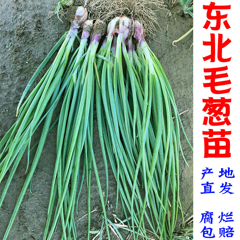 东北毛葱苗新鲜蘸酱葱苗可食用带叶蘸酱菜丰收菜微辣绿叶农家当季
