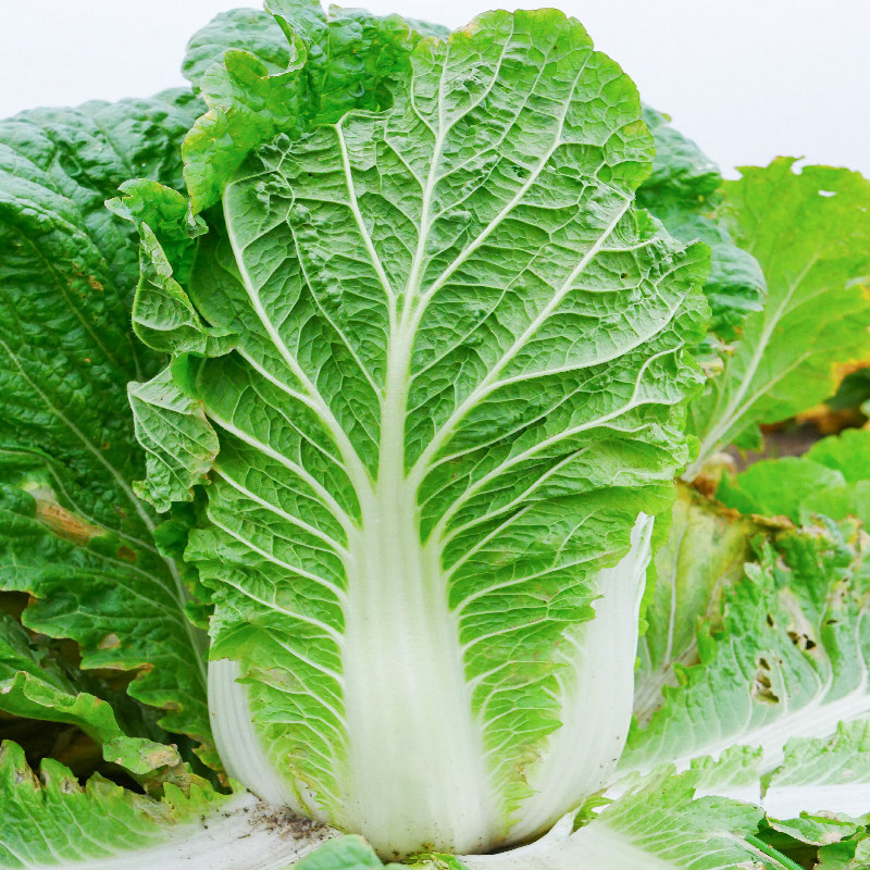 山东寿光冬季大白菜种子种籽孑春季蔬菜种子四季种植籽种冬天菜种