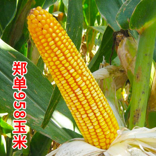 杂交特大春季饲料农业玉米种子
