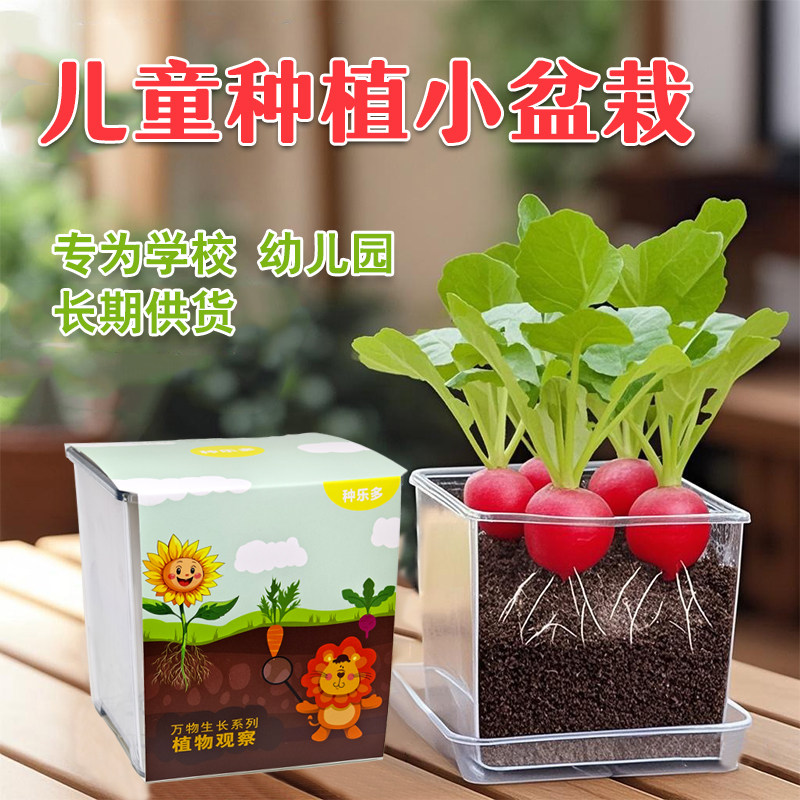 儿童种植观察小盆栽樱桃萝卜番茄