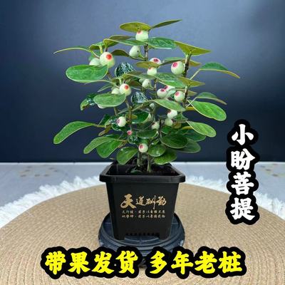 小盼菩提老桩盆载带果