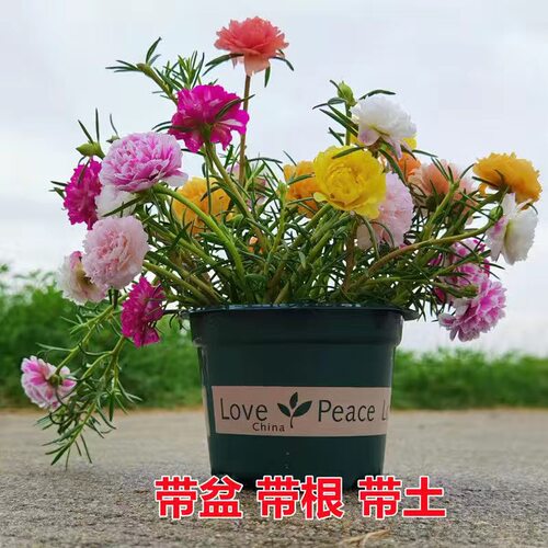 重瓣太阳花苗带根带苞混色盆栽
