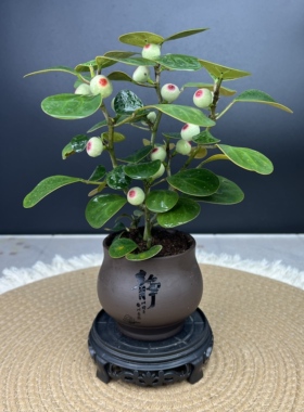 【小盼菩提树】菩提盆栽带果植物室内花卉禅意室内绿植年宵花盆景