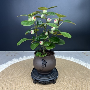 【小盼菩提树】菩提盆栽带果植物室内花卉禅意室内绿植年宵花盆景