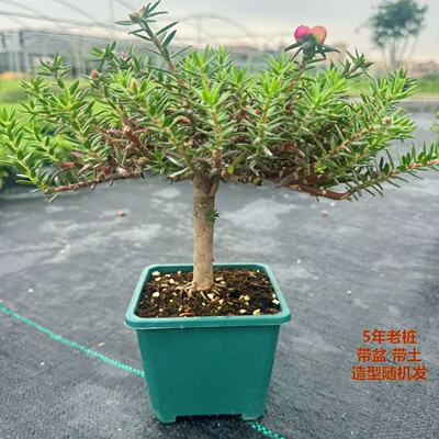 带盆重瓣老桩太阳花耐热阳台