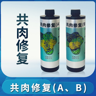 粤海共肉修复珊瑚细菌感染布朗冻杀菌火柴头细菌感染修复共生肉