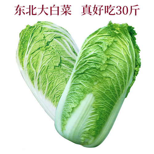 冬储大白菜价格 多少钱