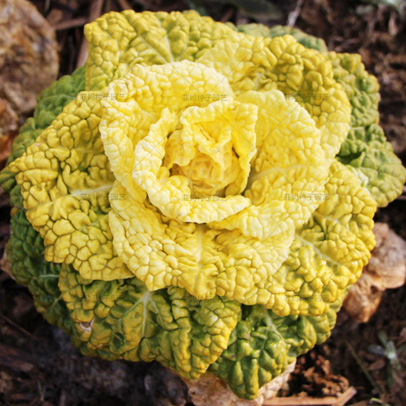 抗寒耐冻菊花菜黄心乌黄芽青菜种籽春秋四季播大田盆栽蔬菜种孑子